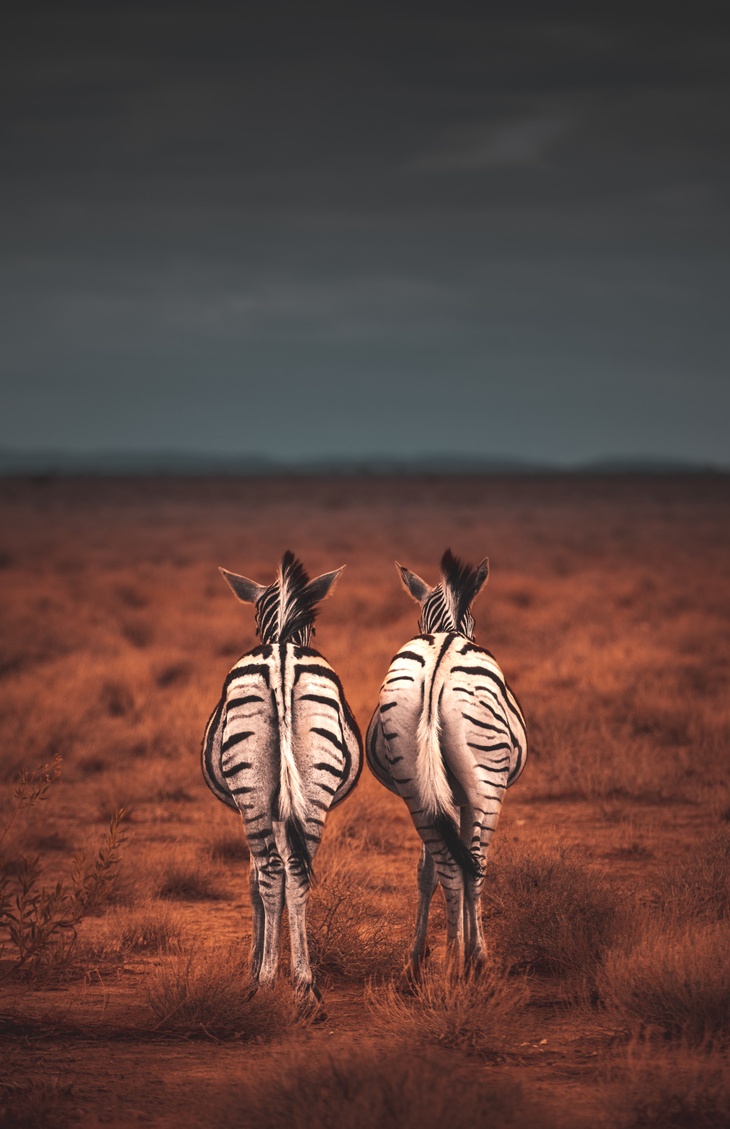 Photo: Two zebras